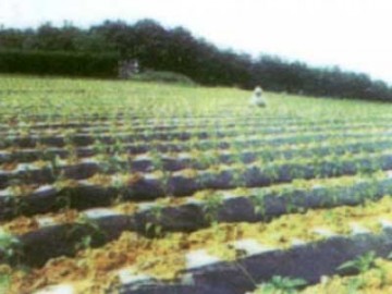 除草地膜 除草地膜